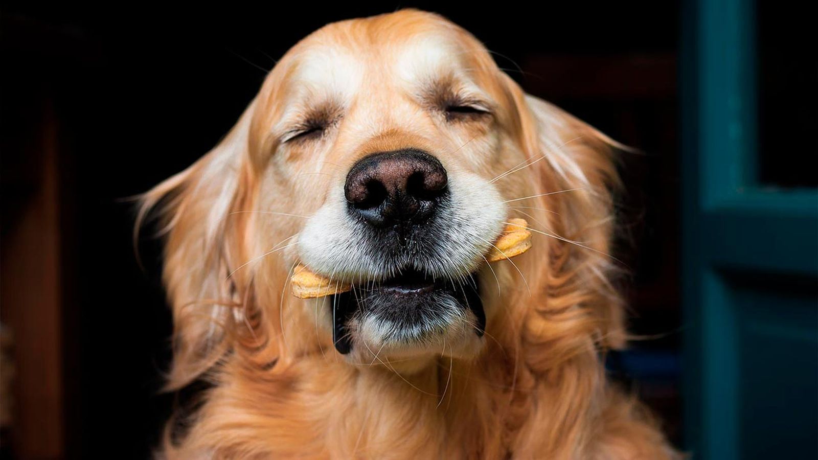 perro alergia gluten perro alergia gluten