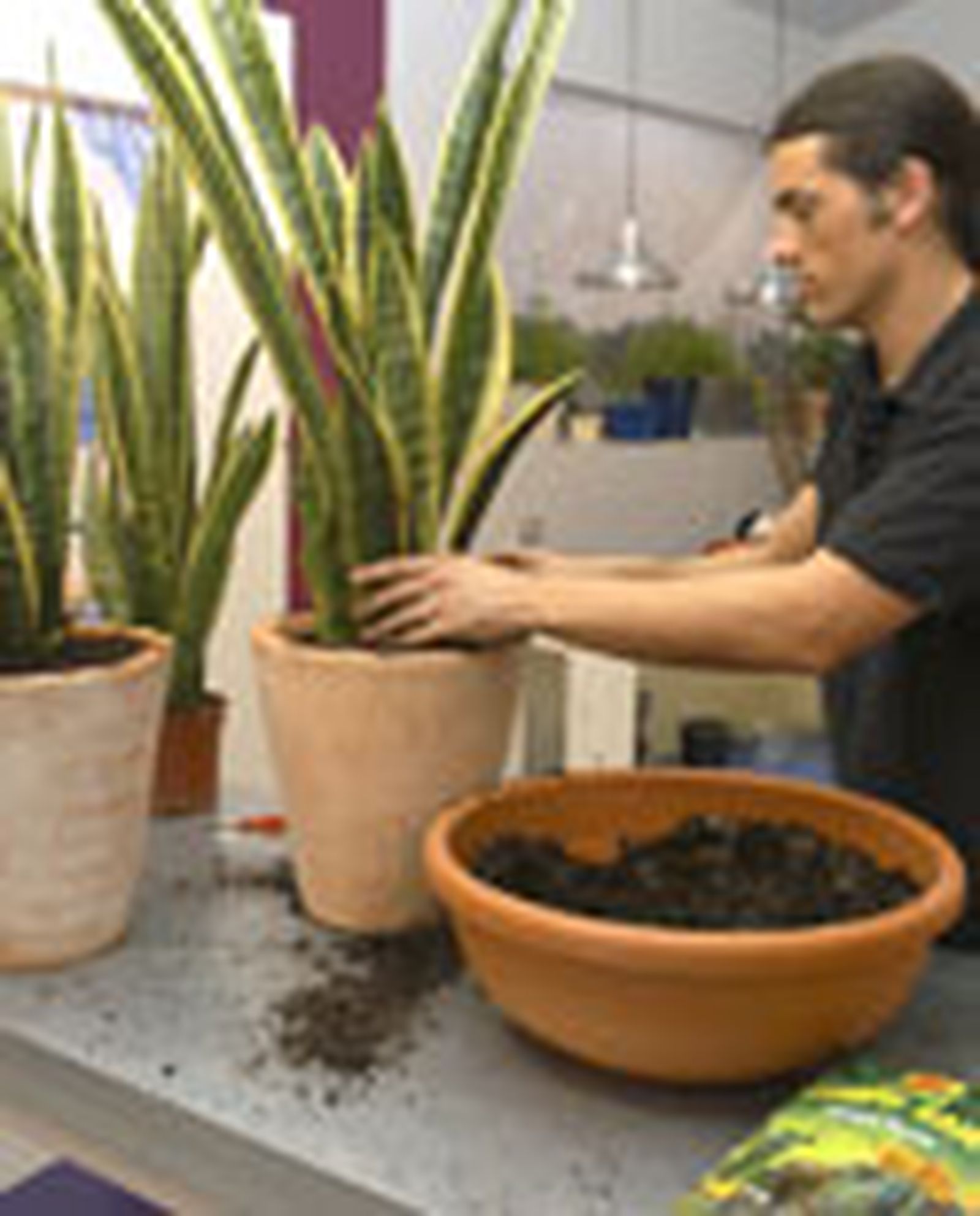 79505 sansevieria p04 79505 sansevieria p04