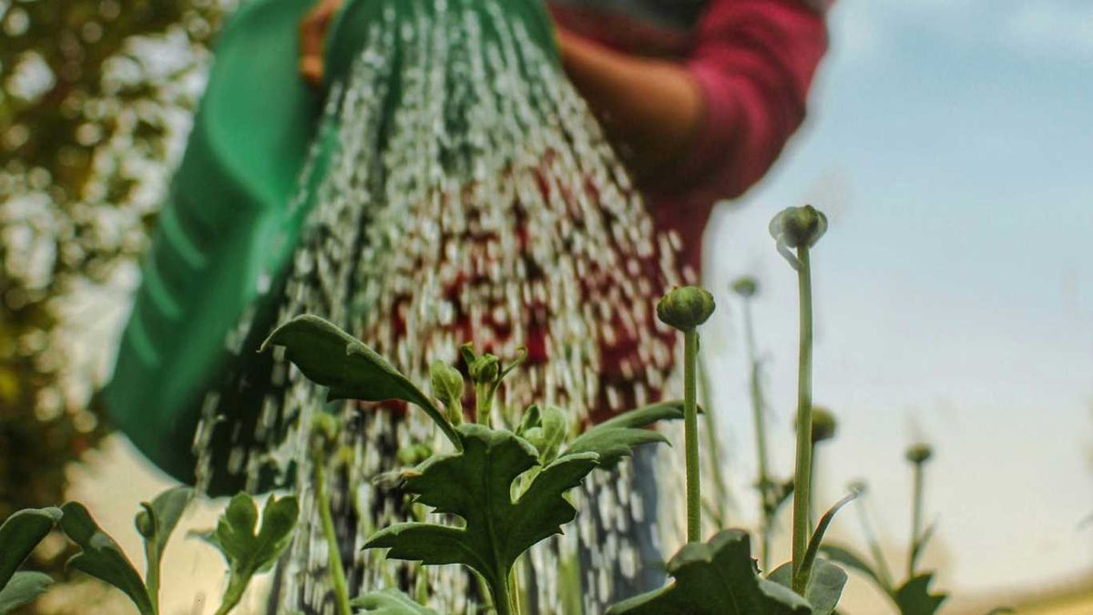 Persona riega las plantas