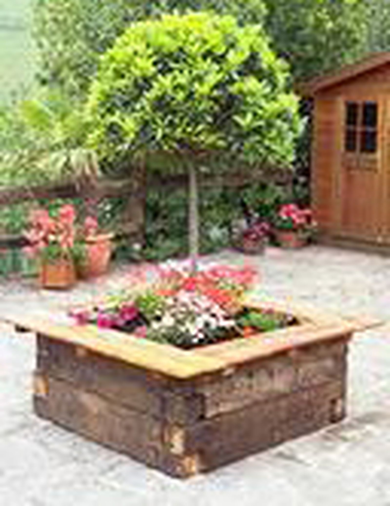 Plantar laurel, margaritas, geranios y surfinias en contenedor grande 2 Plantar laurel, margaritas, geranios y surfinias en contenedor grande 2
