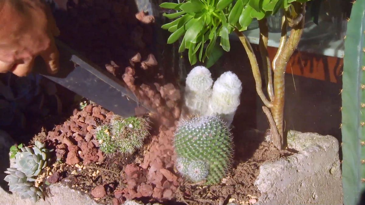 deco 0641 acolchado tipos variedades grava vocanica plantas crasas