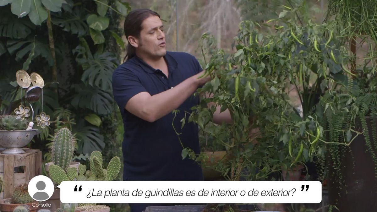 brico 1019 jardin briconsulta planta guindillas interior o exterior