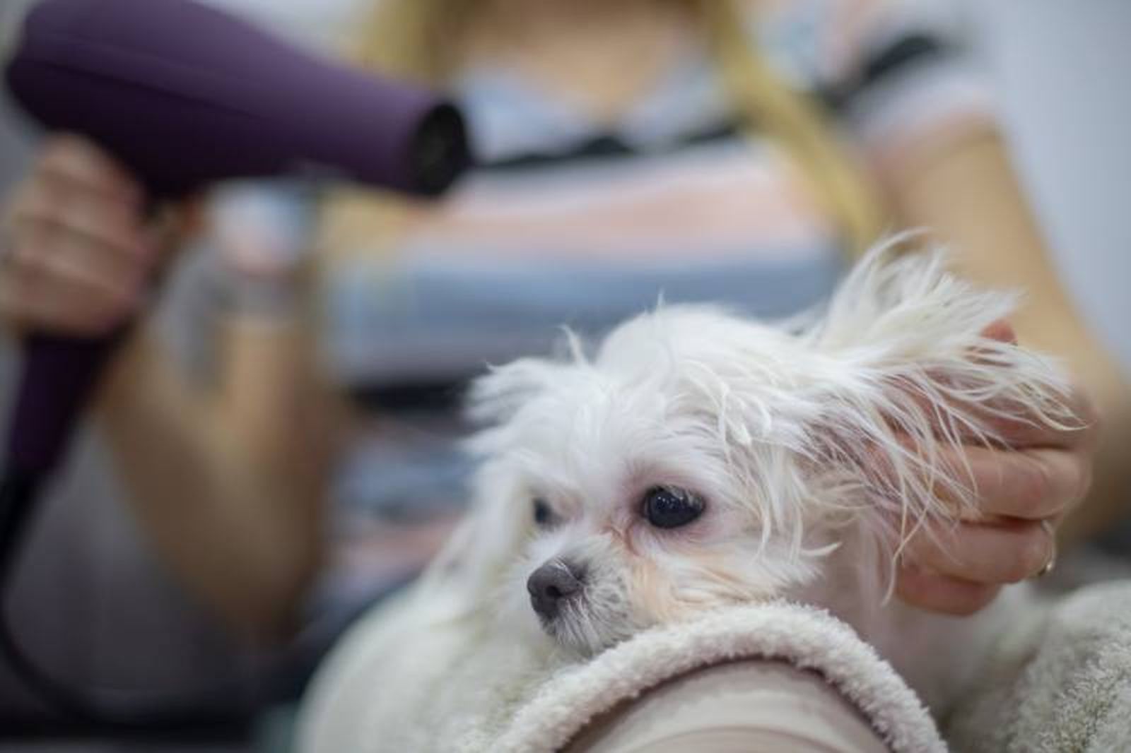 Emplea productos diseñados para su uso en perros, sin ingredientes irritantes. Emplea productos diseñados para su uso en perros, sin ingredientes irritantes.