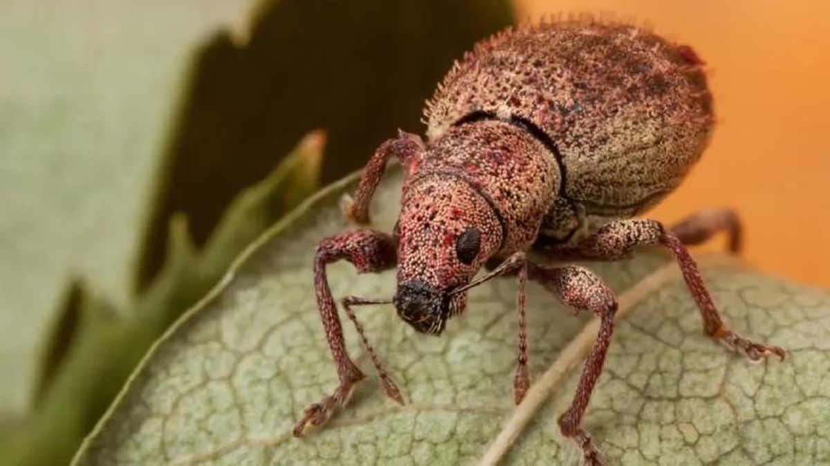 animales que empiezan por w weta