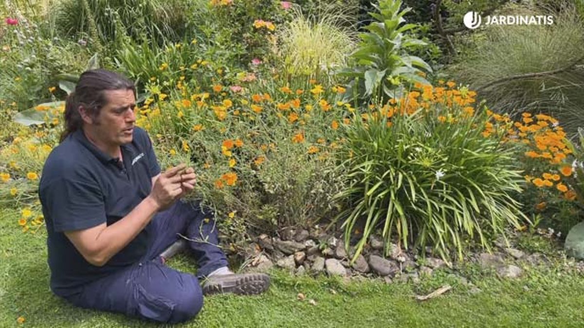 floracion preciosa de la amapola de california en el jardin jardinatis