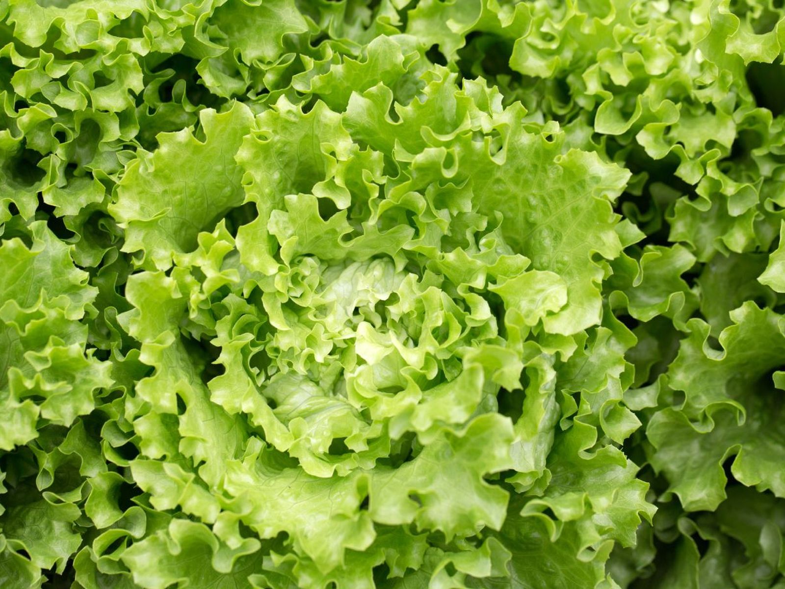 Lechuga batavia Lechuga batavia