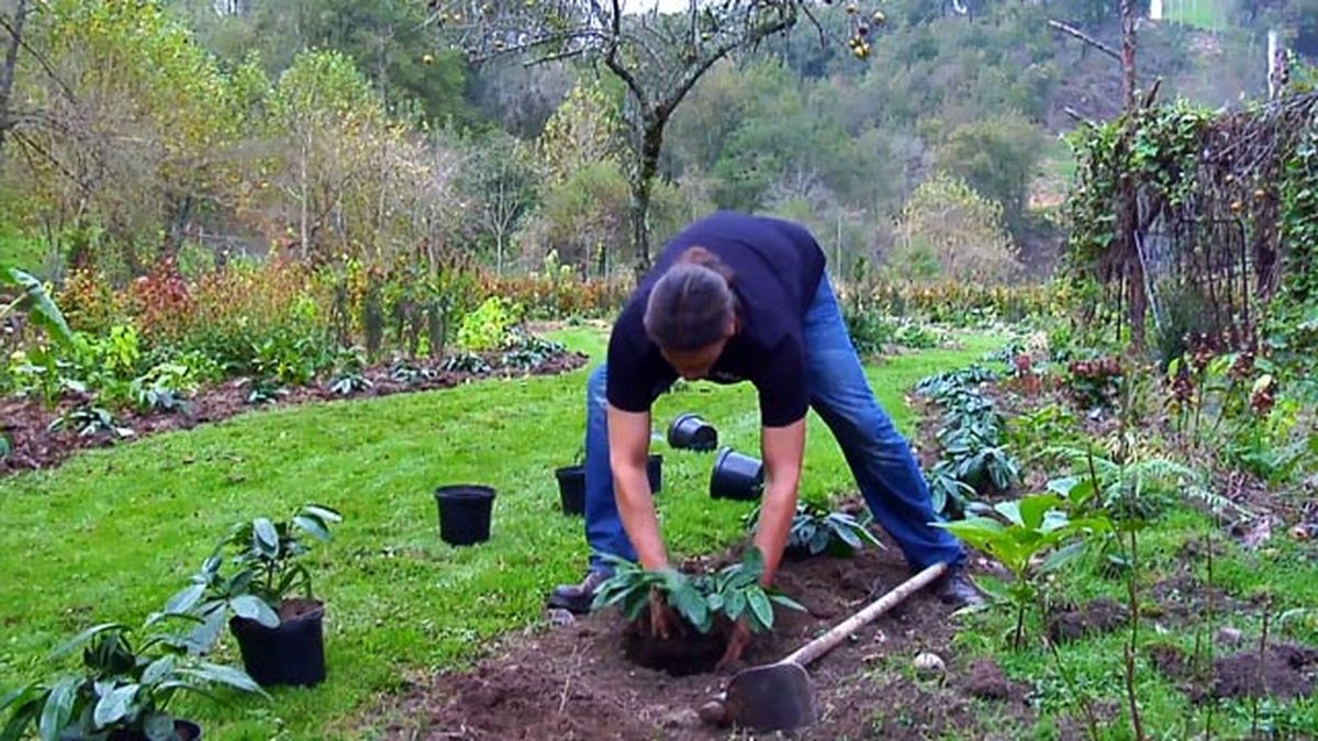 laurel cerezo Prunus laurocerasus Mount Vernon plantacion 2 854
