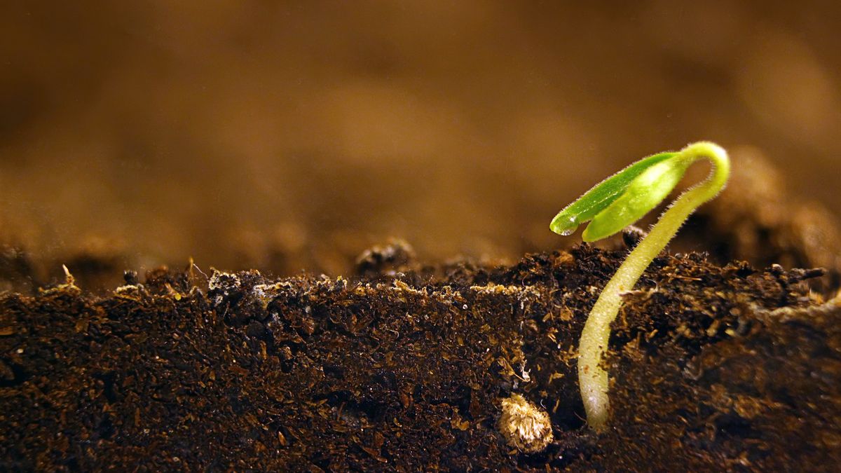 Las plantas etioladas presentan un color más pálido