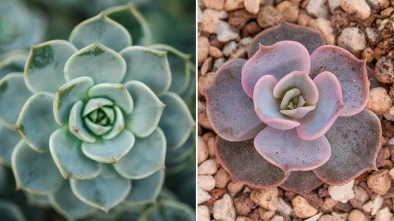 echeveria elegans echeveria lilacina echeveria elegans echeveria lilacina