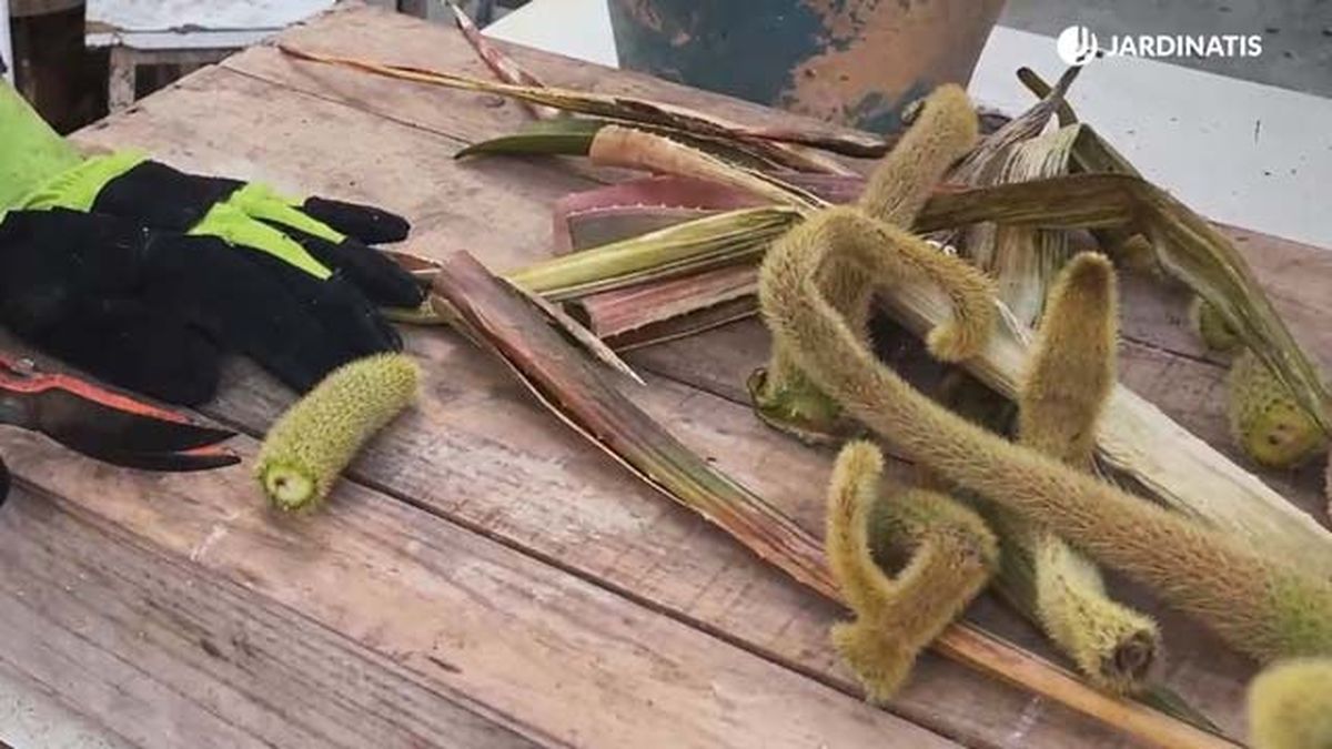 esquejes de cleistocactus winteri jardinatis