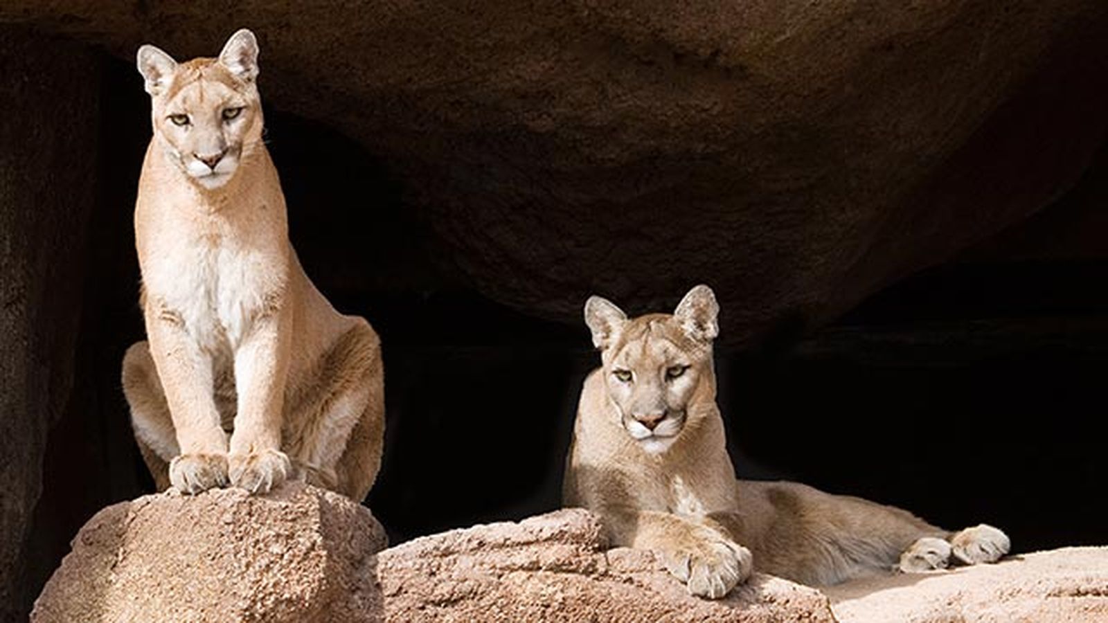 puma leon americano 5 pareja vigilando puma leon americano 5 pareja vigilando