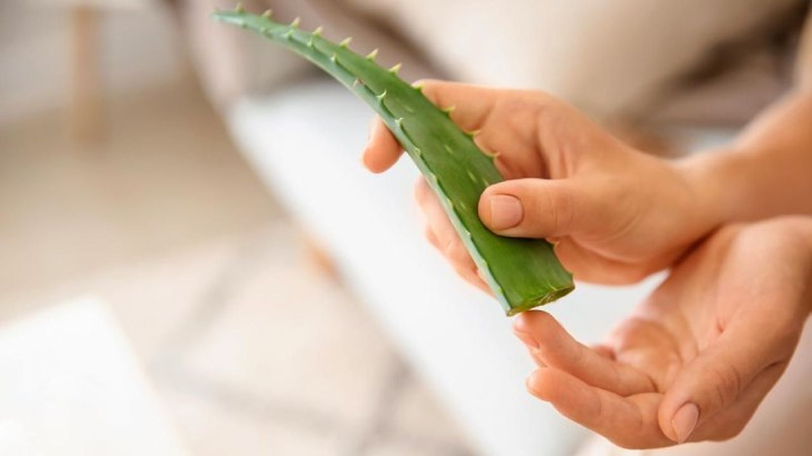 remedio labios secos aloe vera remedio labios secos aloe vera