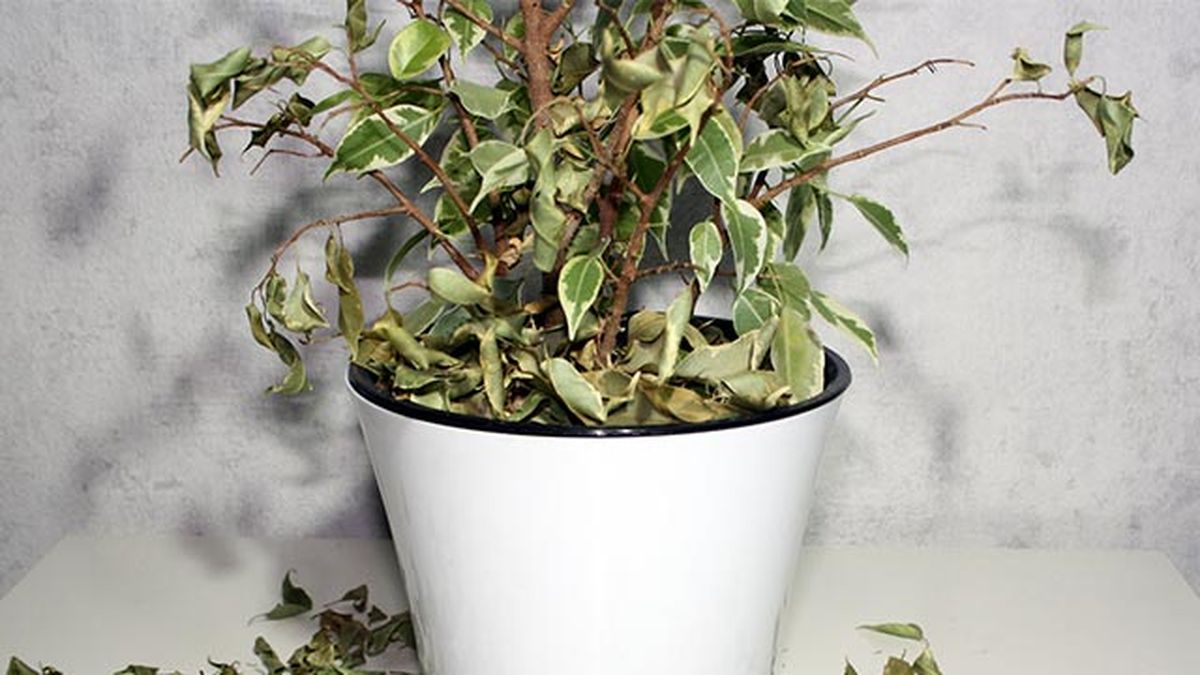 retirar hojas caidas para evitar mosca del sustrato