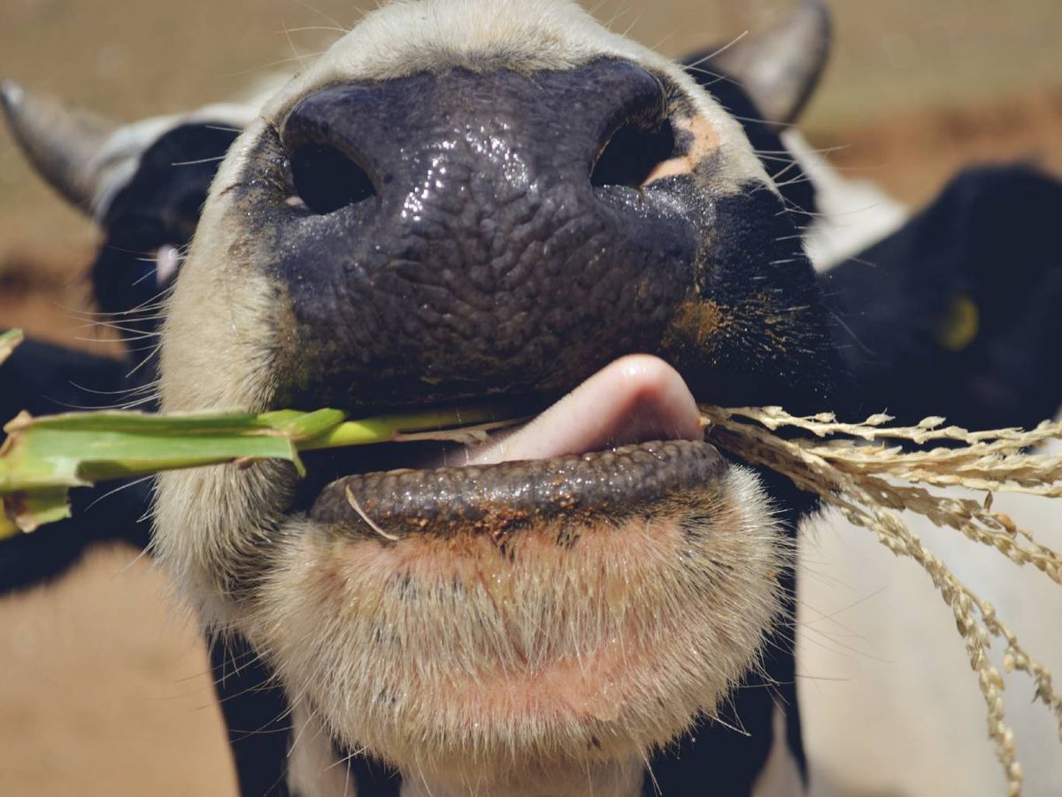 Existen ciertos alimentos que pueden llegar a ser tóxicos o perjudiciales para su salud.