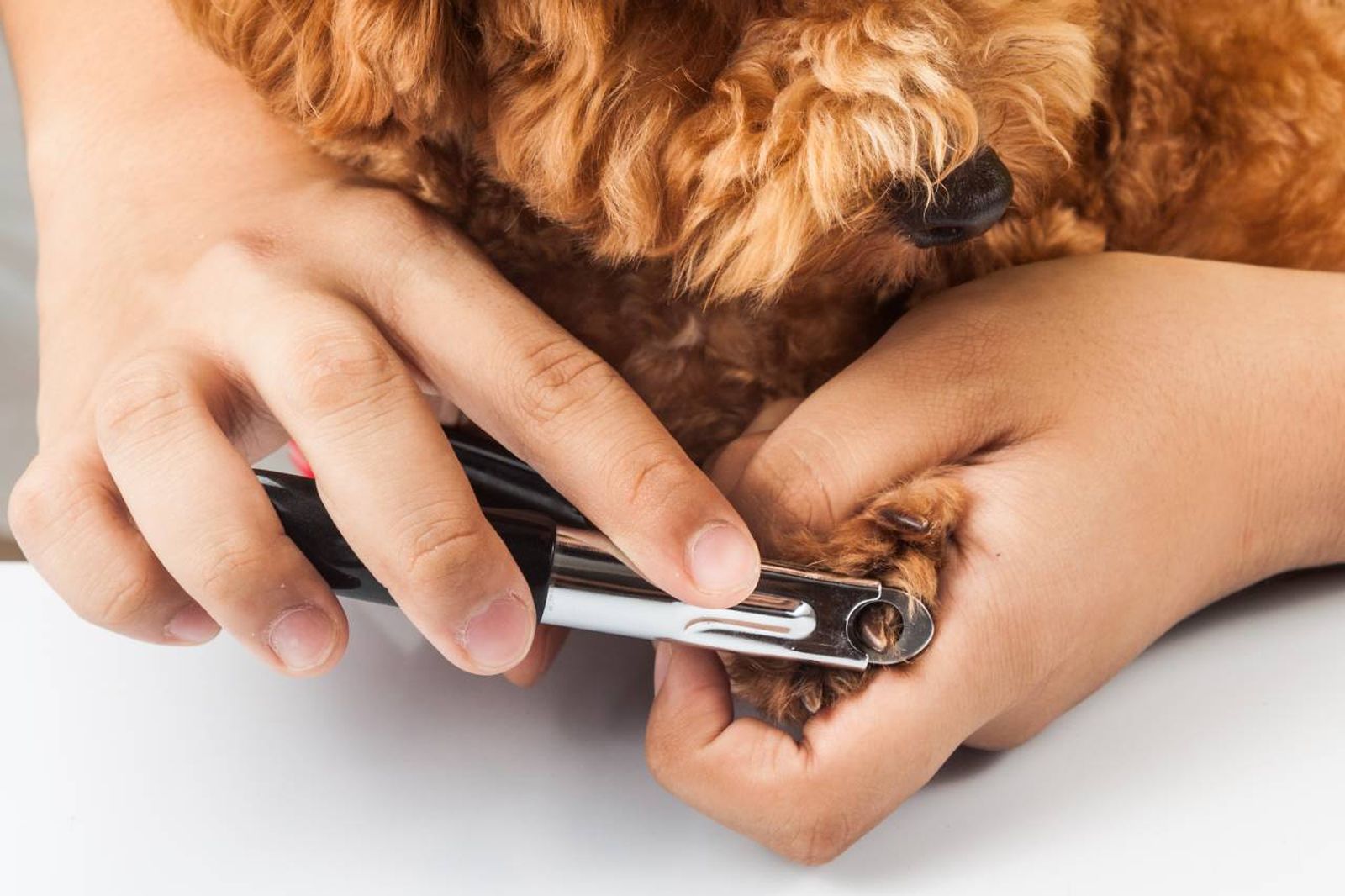 Las uñas largas pueden ser el origen de muchos problemas relacionados con la salud de tu perro.