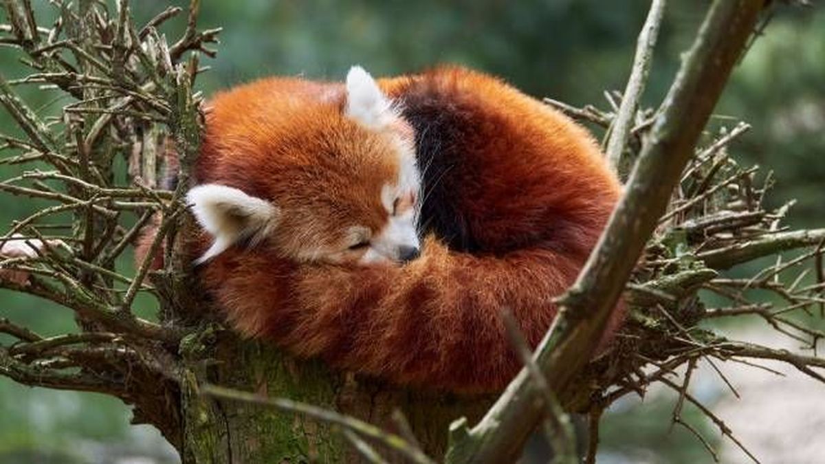 animales pelirrojos por que existen ejemplos