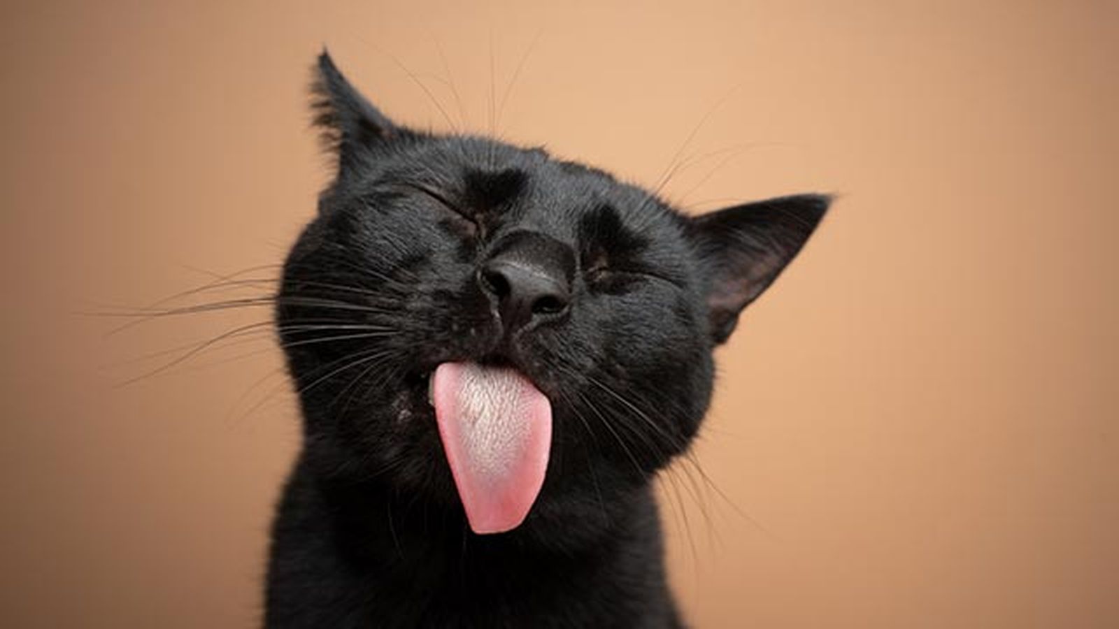 Gato gracioso Gato gracioso