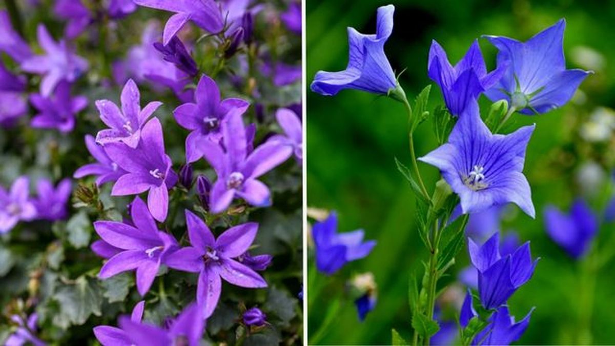 campanula catharina platycodon grandiflorus