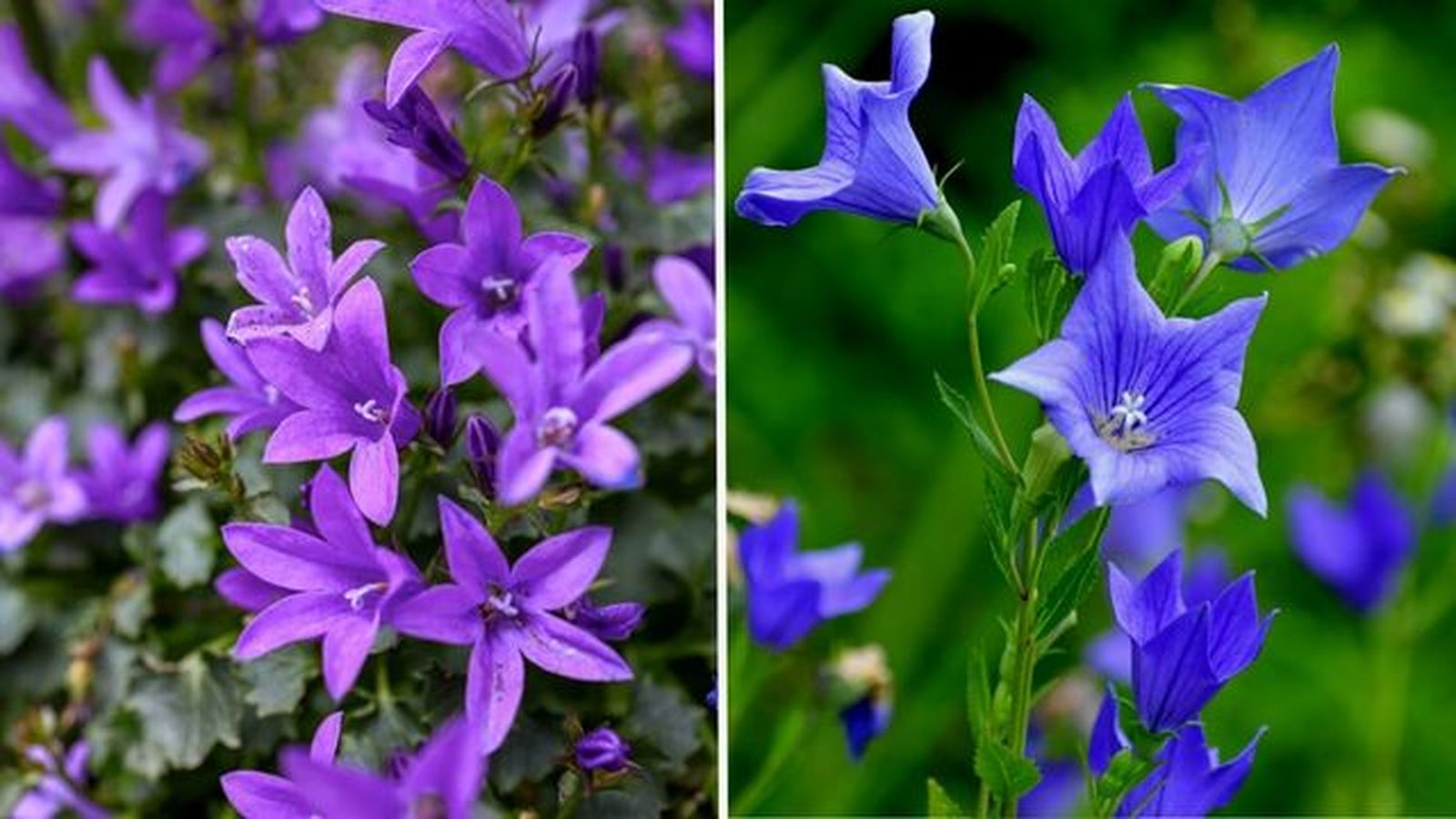 campanula catharina platycodon grandiflorus campanula catharina platycodon grandiflorus