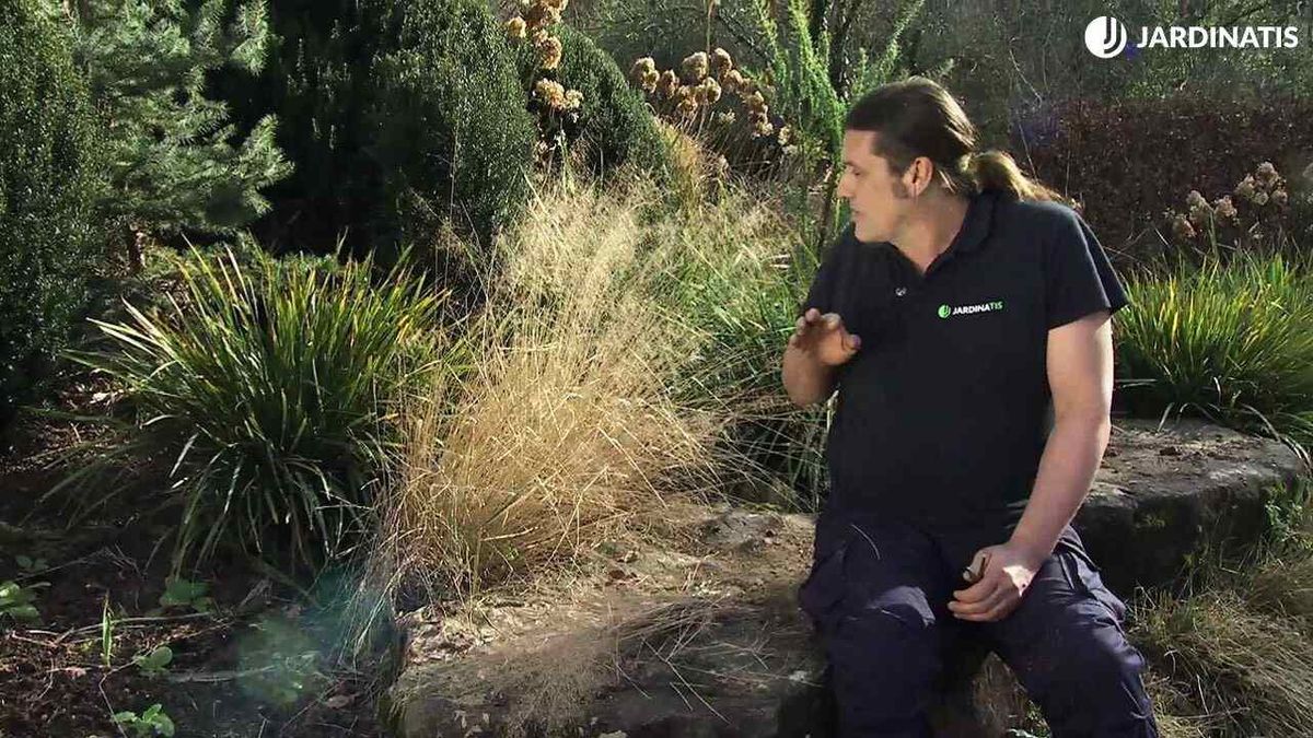 Ciertas gramíneas tienen un aspecto pajizo único durante el invierno.