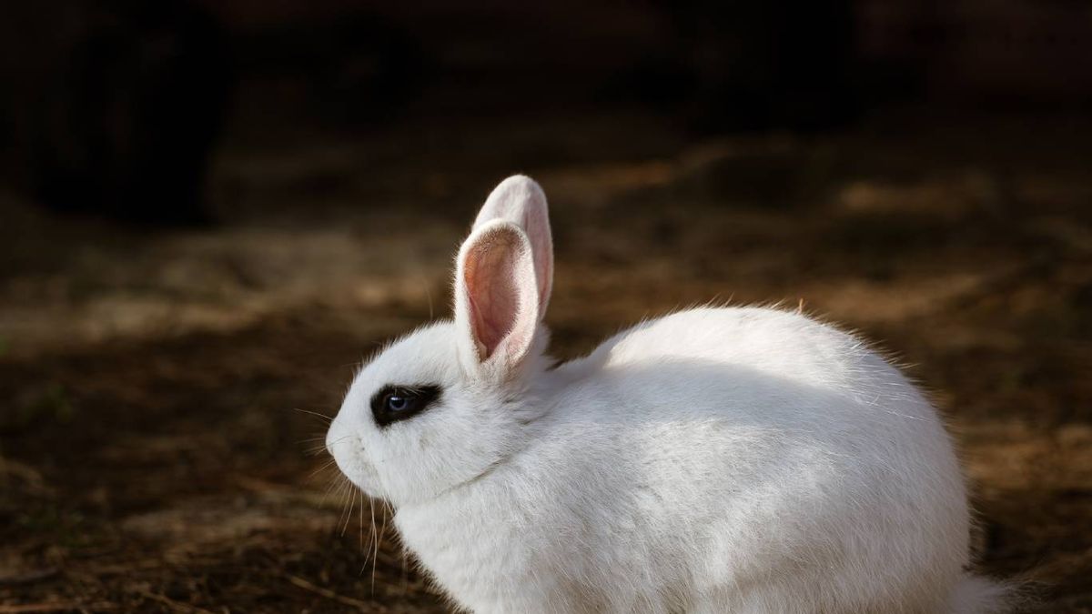 Reproducción y castración del conejo macho