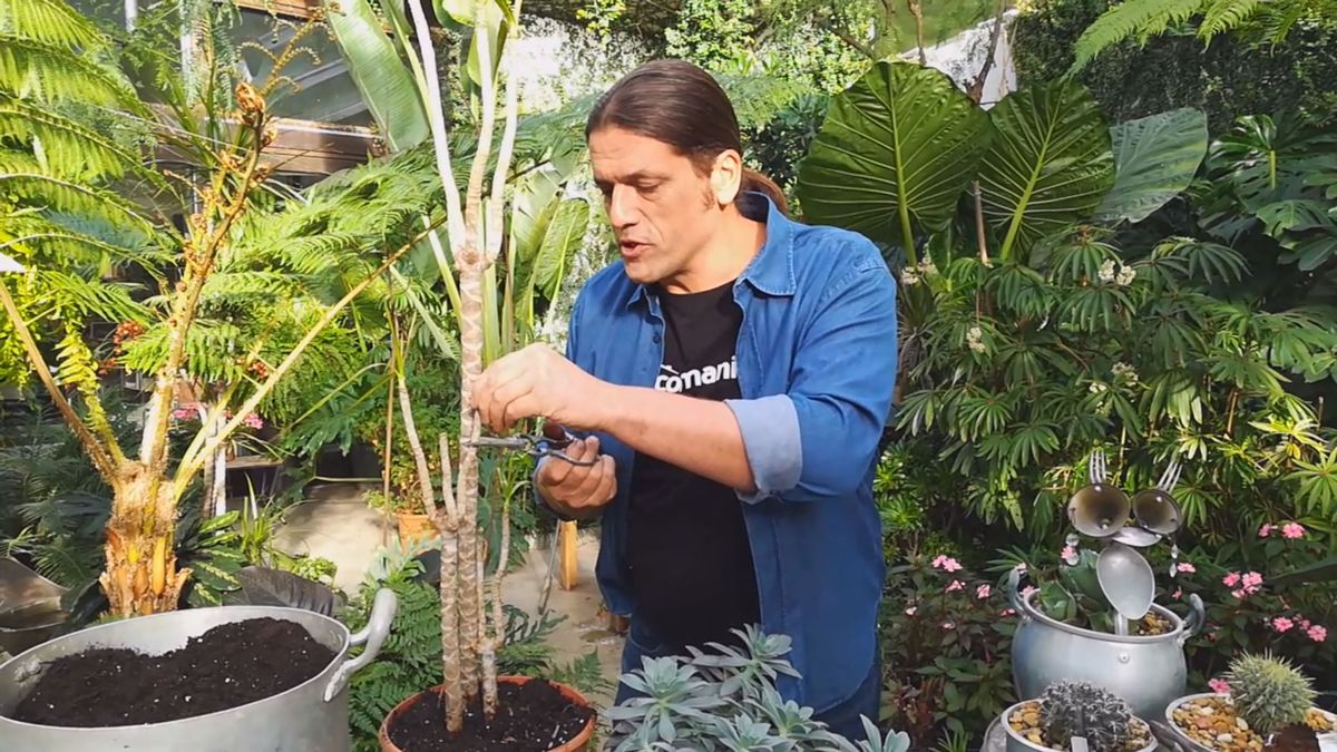 dracaena marginata tronco seco yema