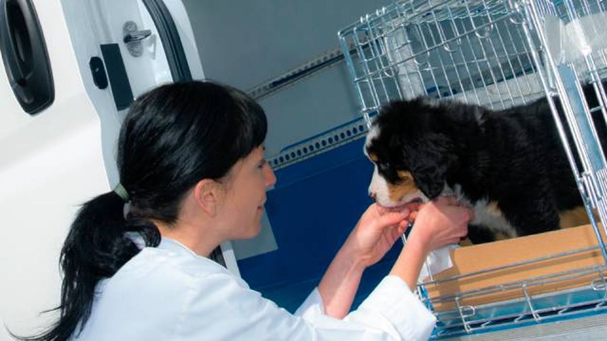 servicio de transporte de animales MRW