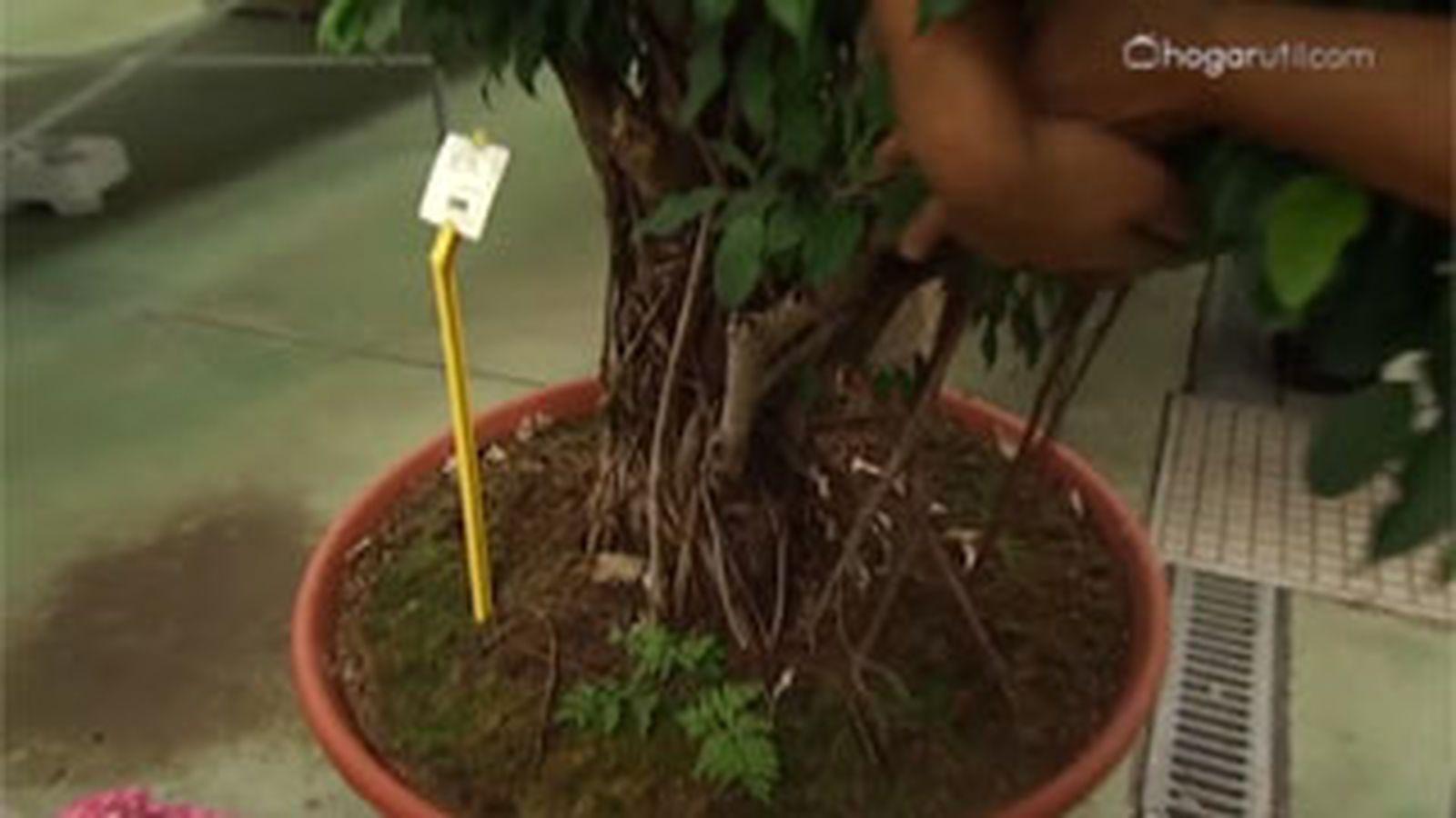 DEKO_JARDIN_403 aporte estetico ficus benjamina grande DEKO_JARDIN_403 aporte estetico ficus benjamina grande