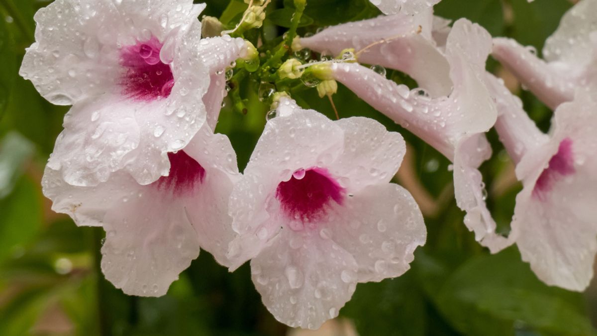 pandorea jasminoides o bignonia blanca