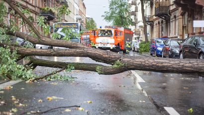 Las raíces superficiales reducen la resistencia al calor, la sequía y el viento