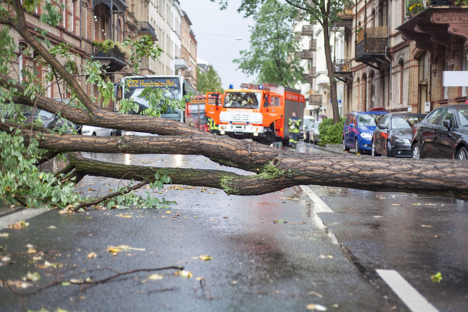 Las raíces superficiales reducen la resistencia al calor, la sequía y el viento