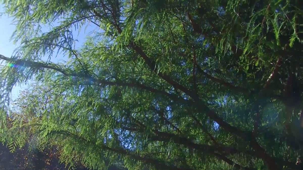 deco 675 taxodium mucronatum cuidados