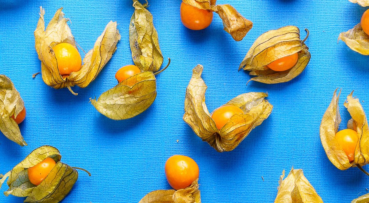 physalis flor