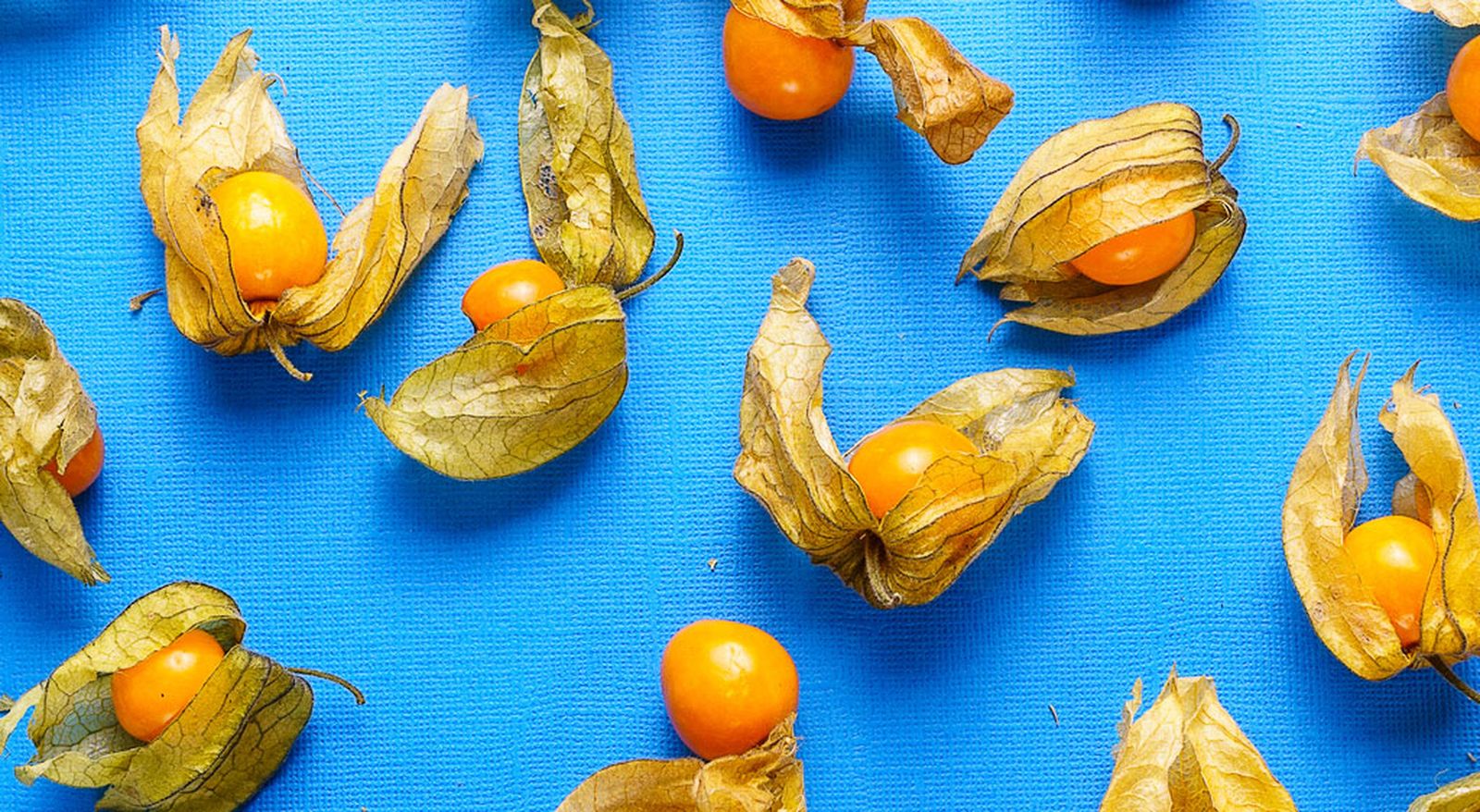 physalis flor physalis flor