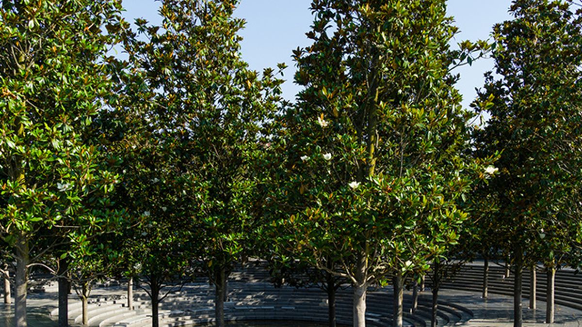 magnolia grandiflora crecimiento lento