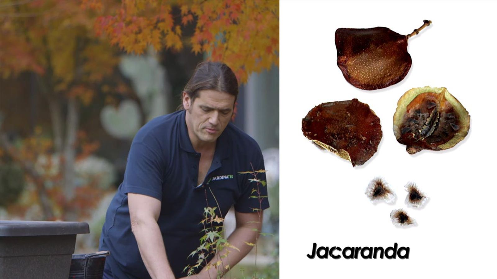Para lograr una siembra exitosa de la jacaranda, usa semillas maduras