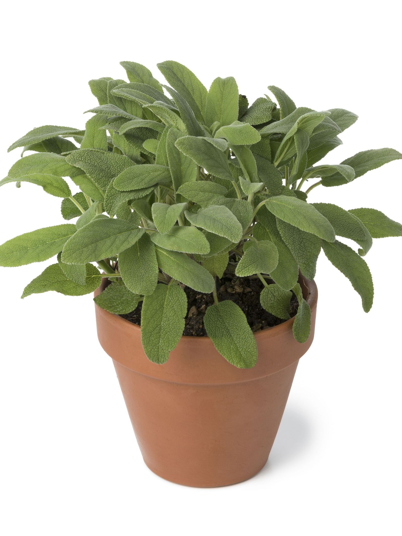 El tamaño y material de la maceta son esenciales para que la salvia crezca