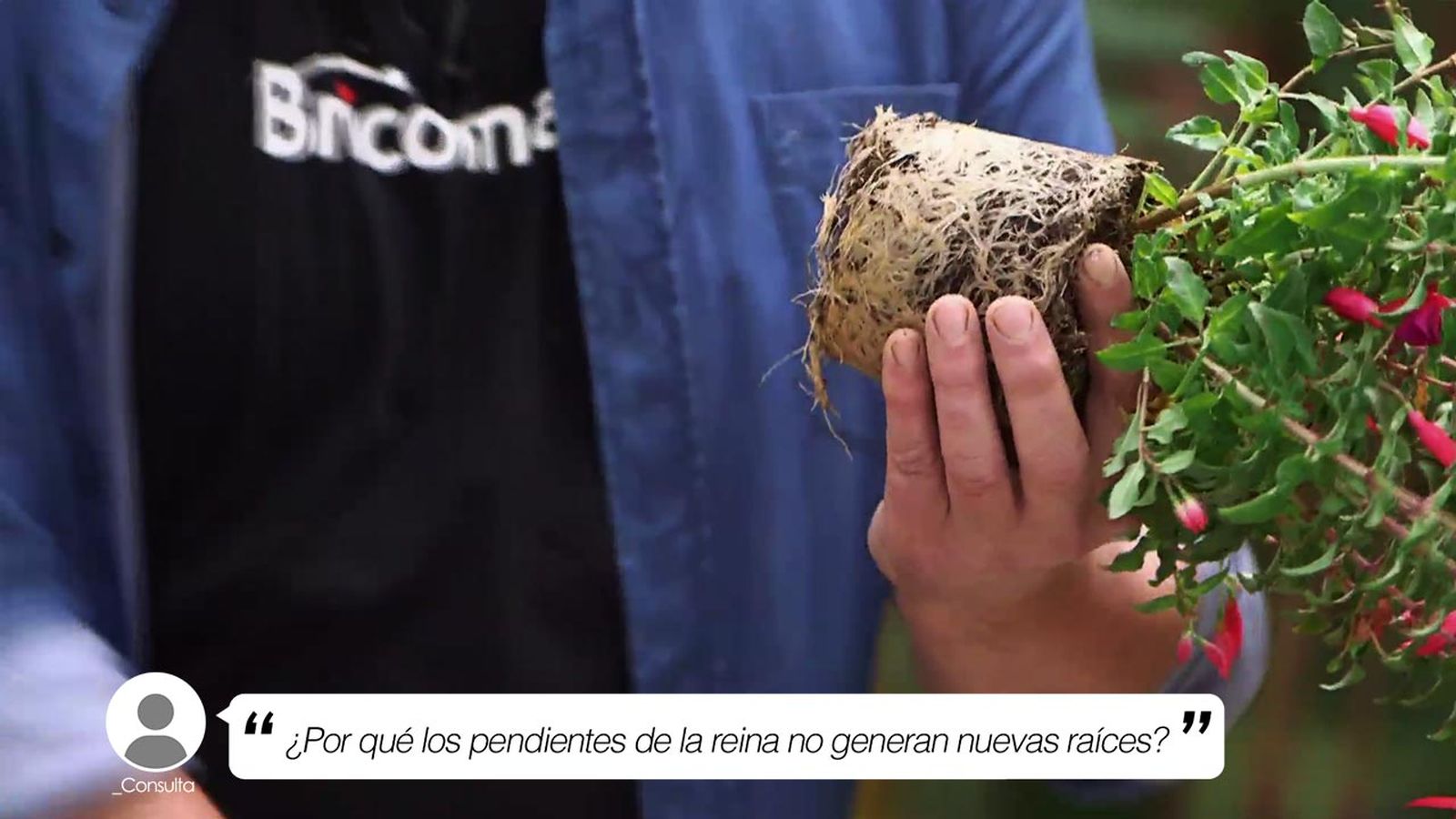 brico 958 por que pendientes de la reina no genera nuevas raices xl brico 958 por que pendientes de la reina no genera nuevas raices xl