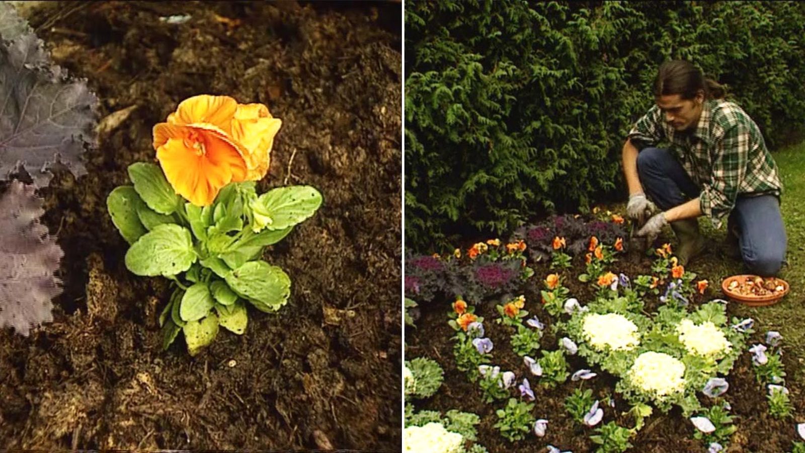 brico 091 jardin parterre flores invierno xl