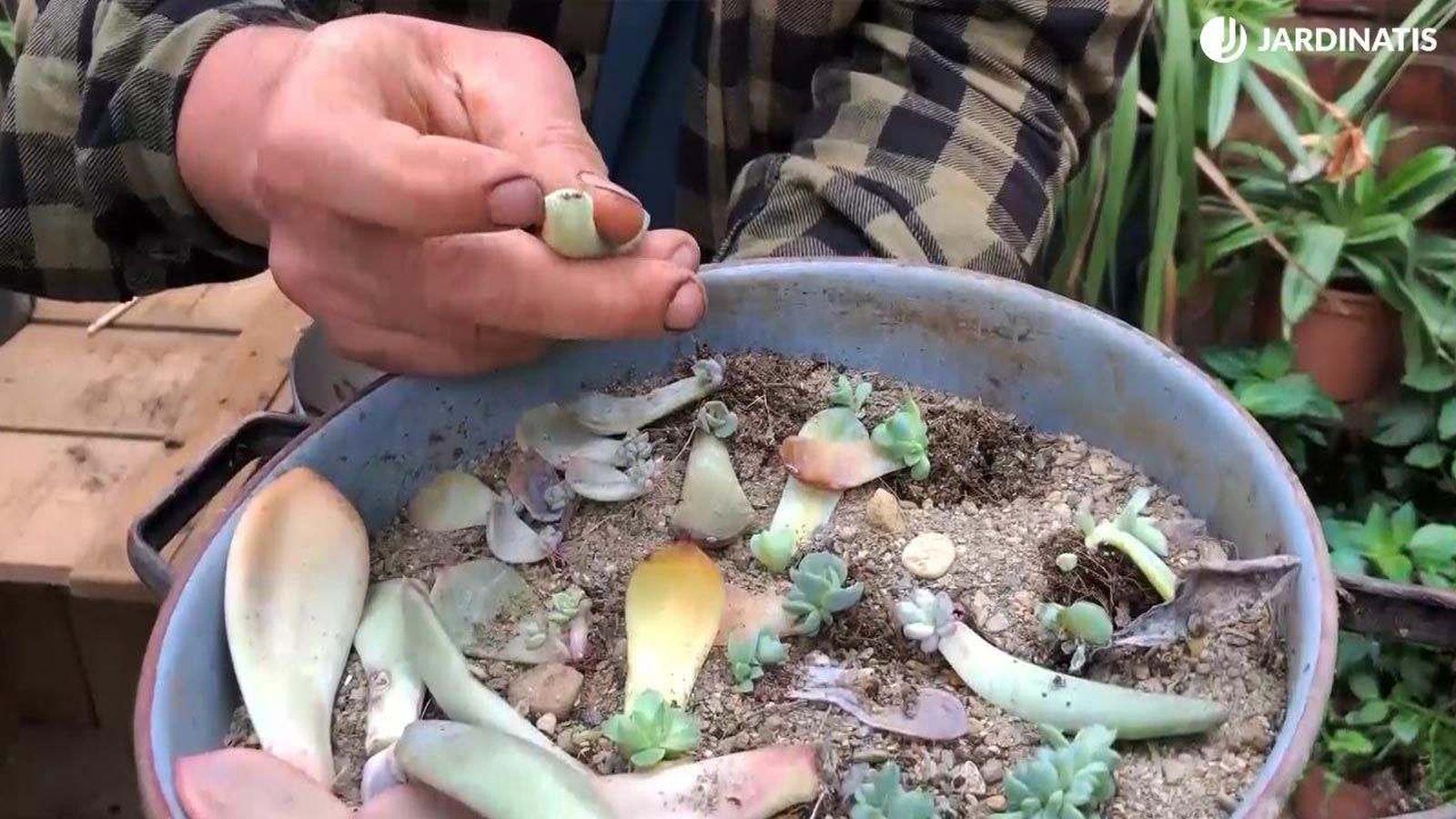 Reproducción de plantas crasas por esquejes de hoja Reproducción de plantas crasas por esquejes de hoja