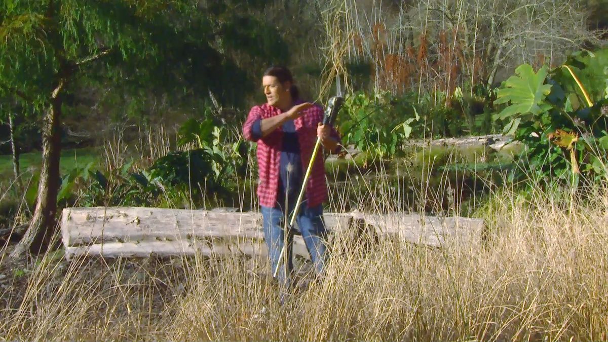 deco 0643 2 plantas tonos pajizos invierno pennisetum poda