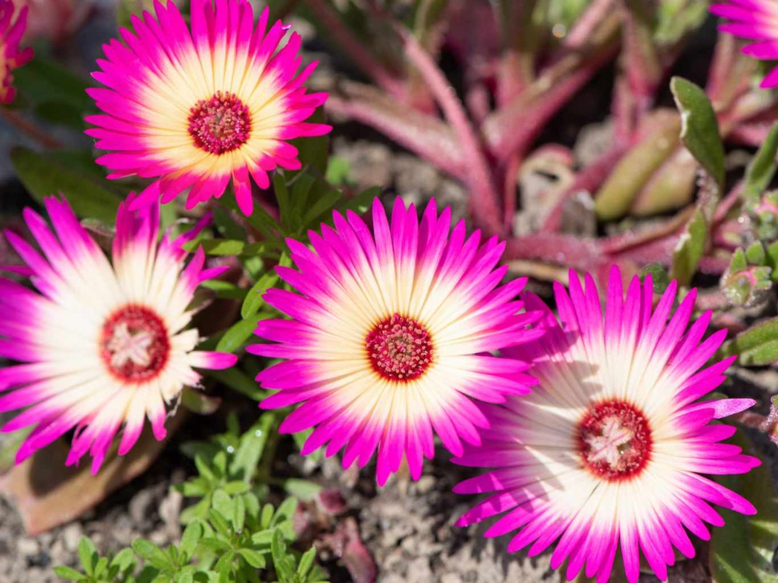 Lampranthus spectabilis. Lampranthus spectabilis.