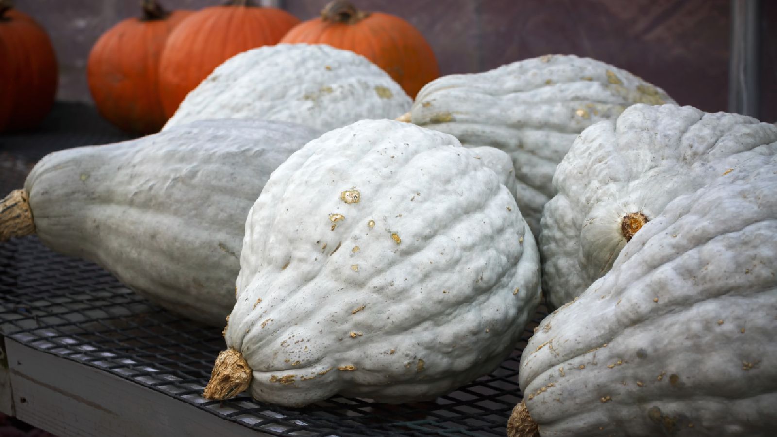 La calabaza hubbard, una variedad de tonos verdosos
