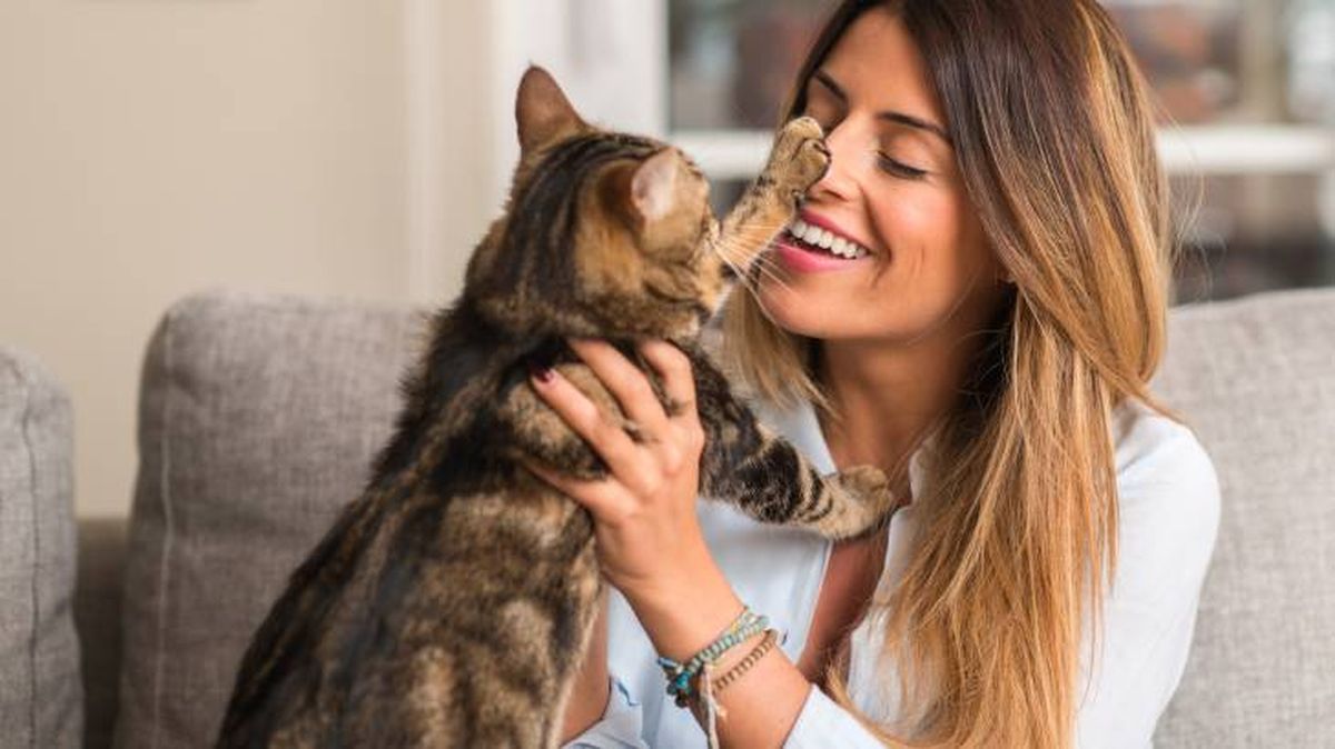 Gato haciendo caricias a su dueña