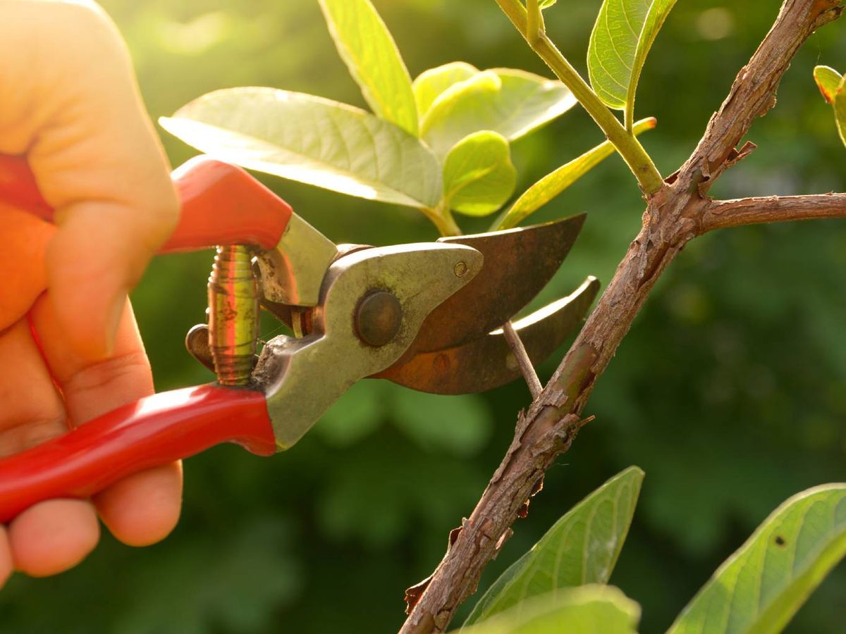 La poda es una tarea importante a la hora de cuidar tu jardín.