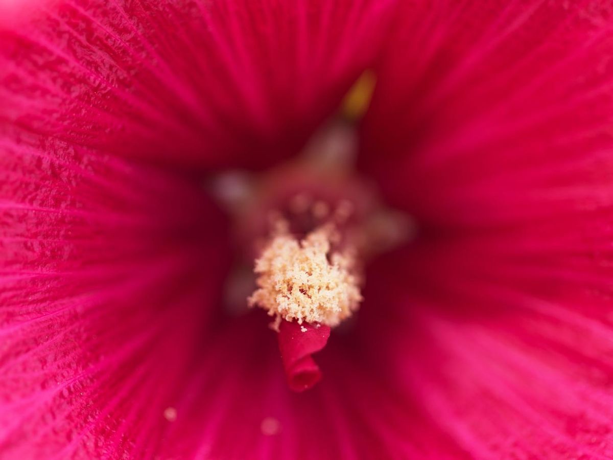 Estambres de la malva real.