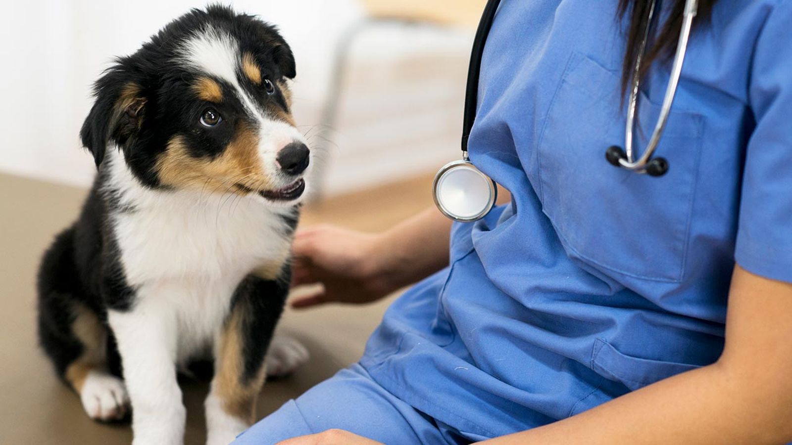 como llevar perro veterinario 3 como llevar perro veterinario 3