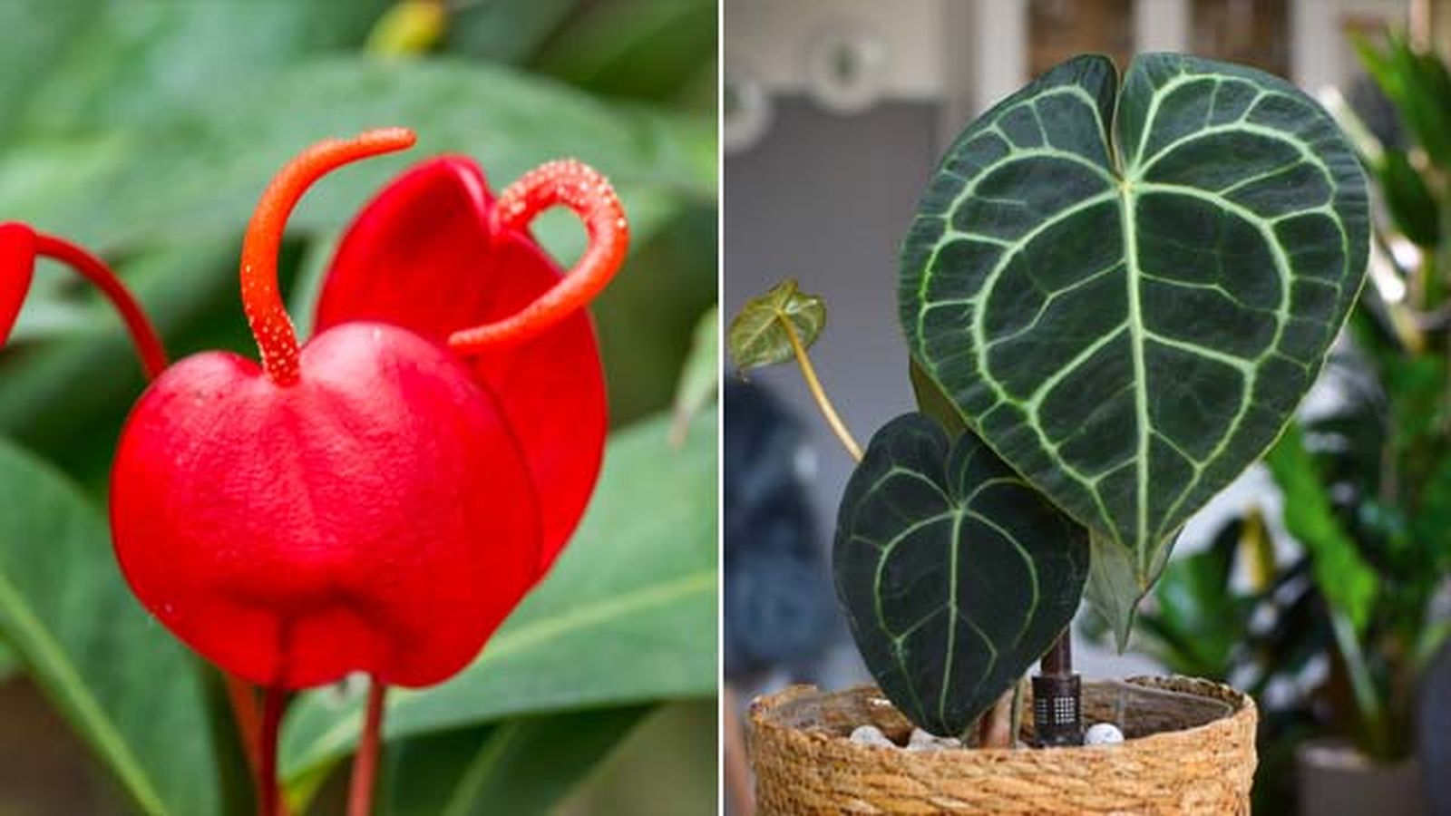Anthuriumscherzerianum anthurium clarinervium Anthuriumscherzerianum anthurium clarinervium