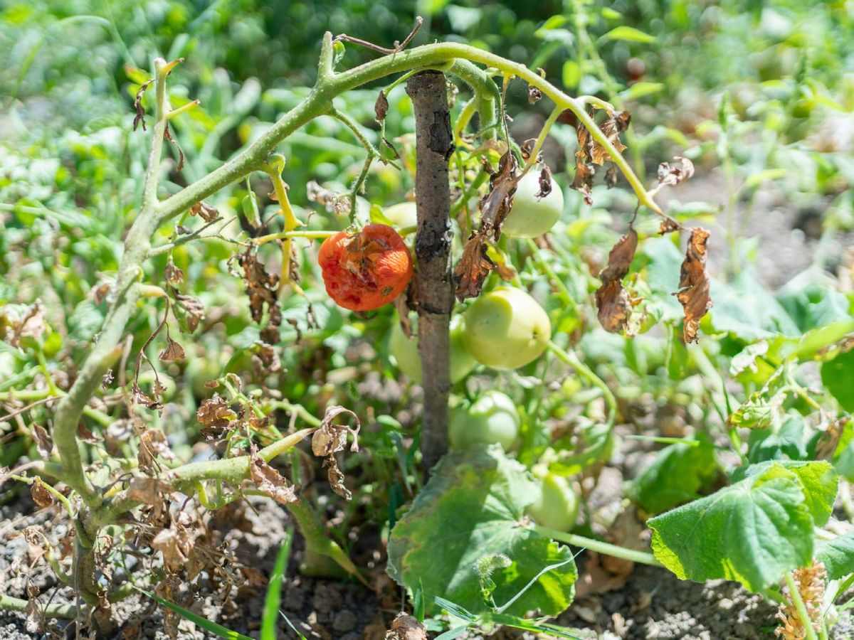 Tomatera afectada por Phytophthora.