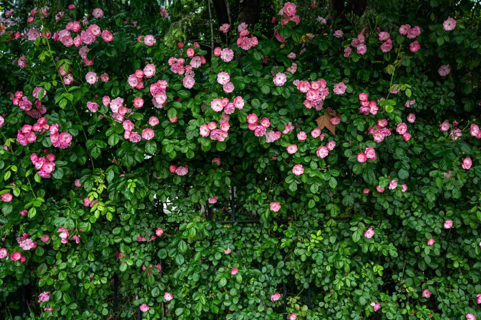 Las plantas trepadoras proporcionan sombra e intimidad